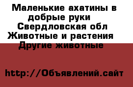Маленькие ахатины в добрые руки) - Свердловская обл. Животные и растения » Другие животные   